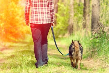 A dog on a lead going for a walk in the countryside