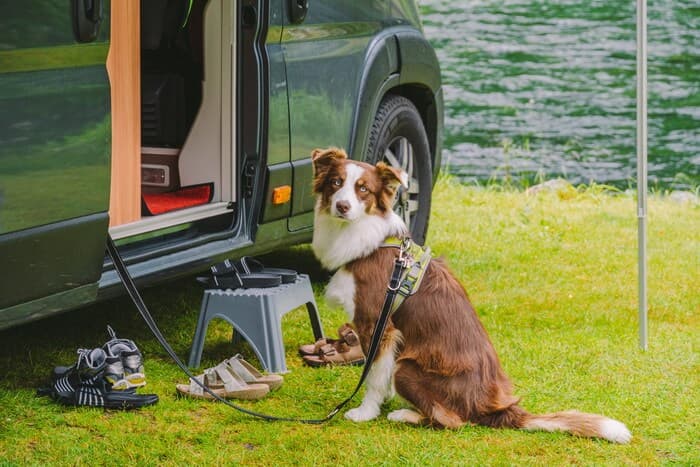 Dog sitting in front of a camper van